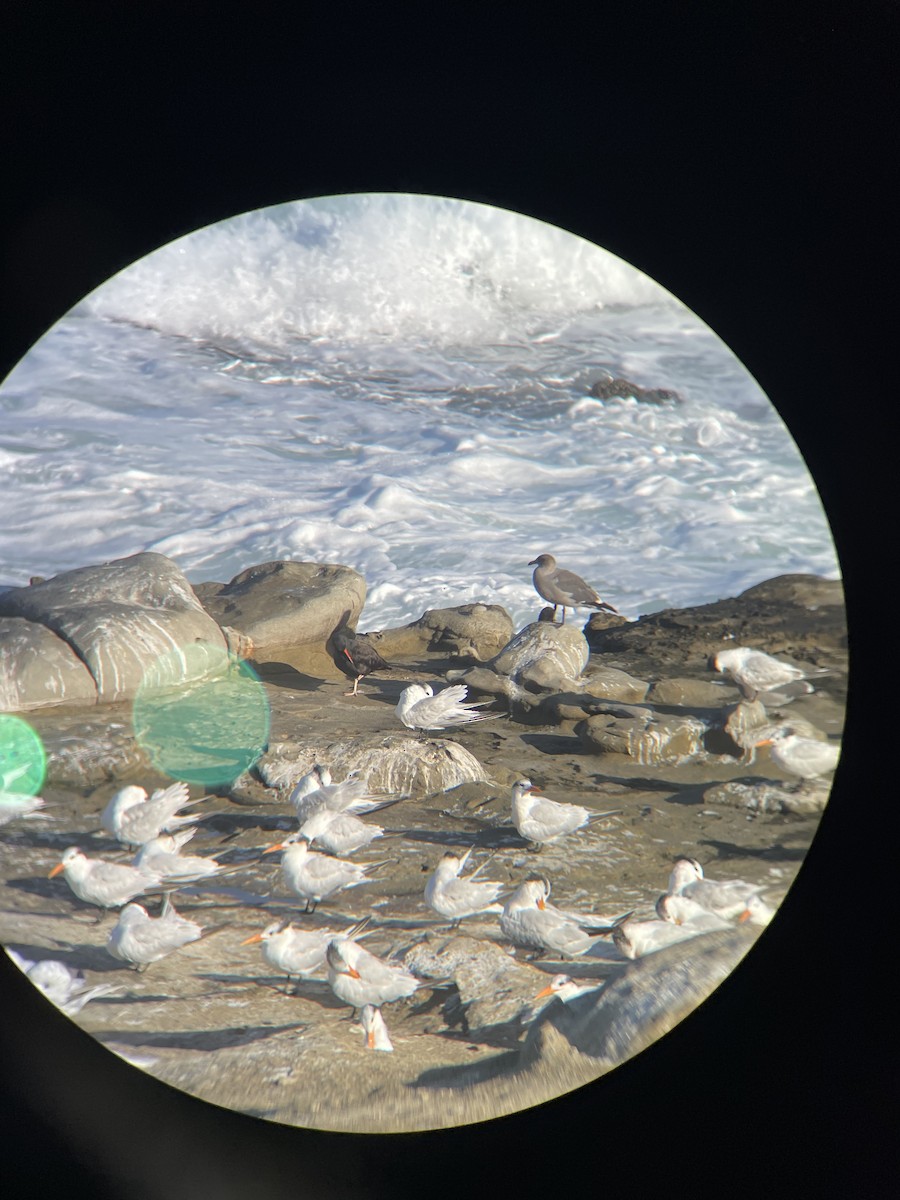 Black Oystercatcher - ML643328210