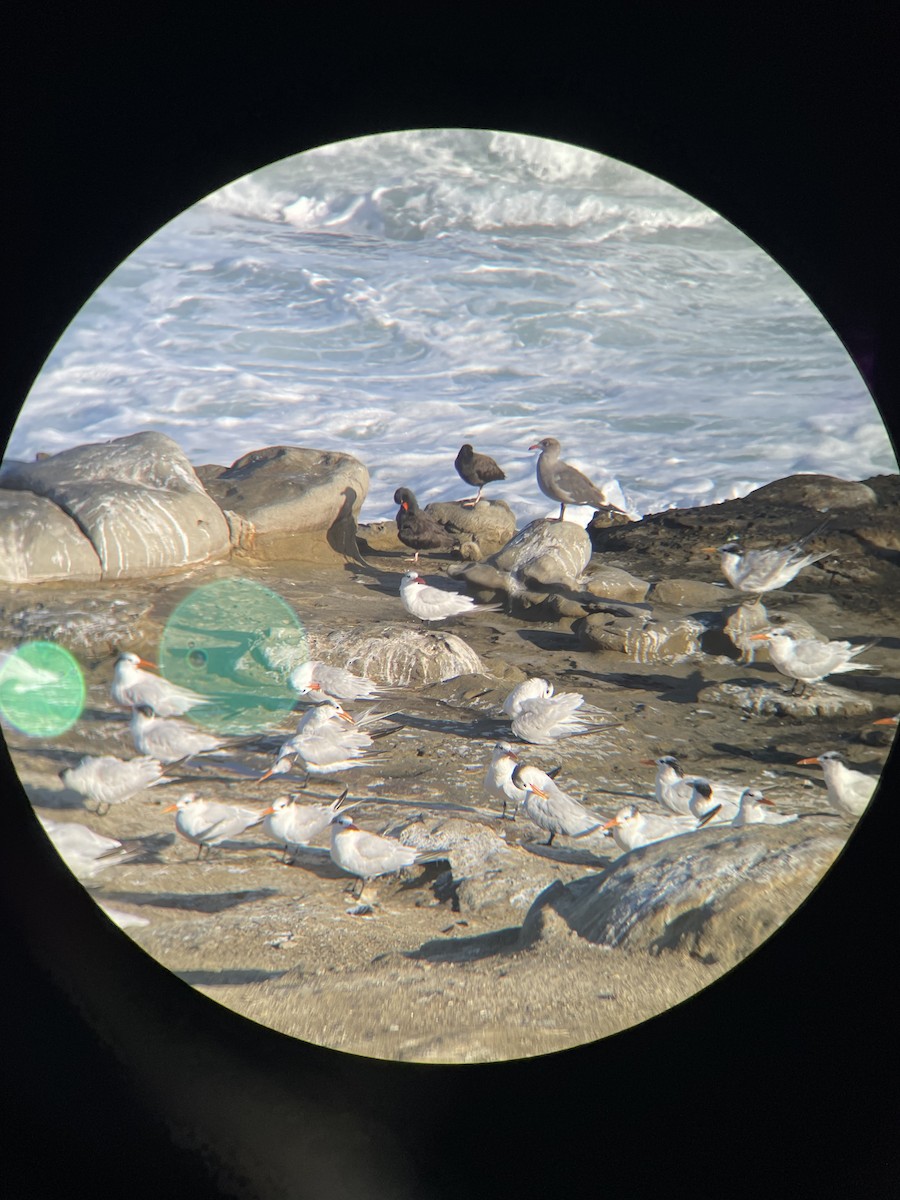 Black Oystercatcher - ML643328211