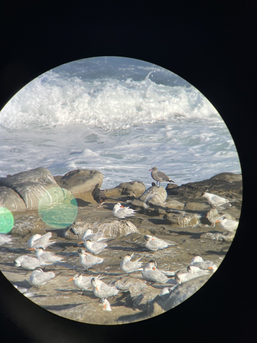 Black Oystercatcher - ML643328212