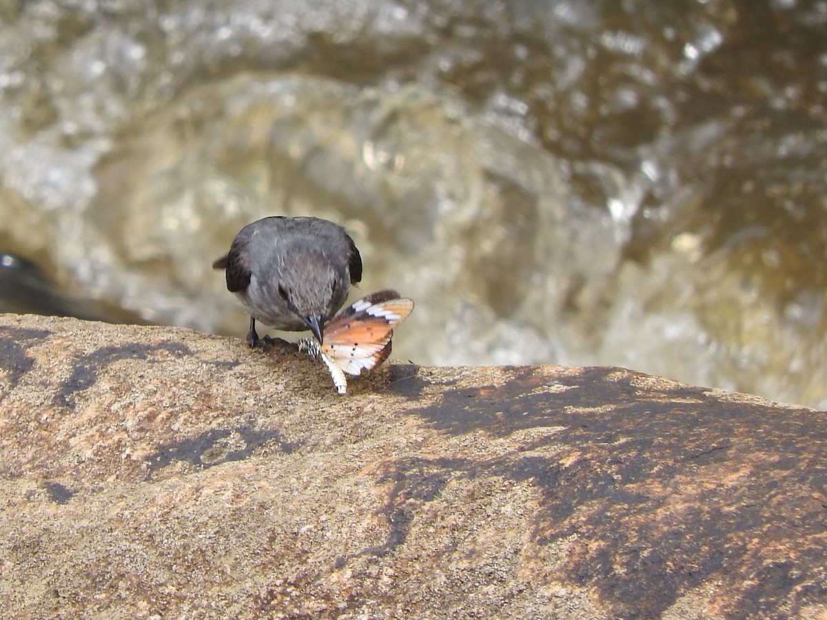 Cassin's Flycatcher - ML643328214