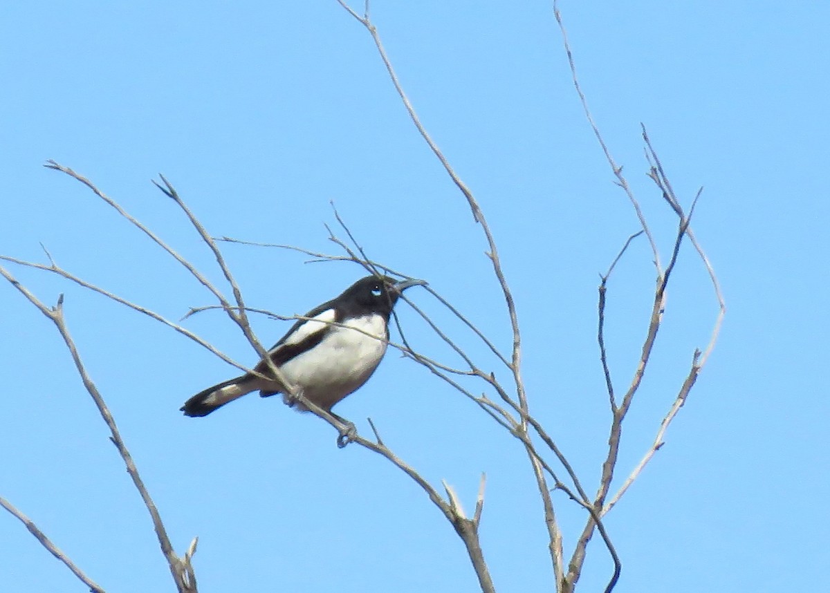 Pied Honeyeater - ML643328215