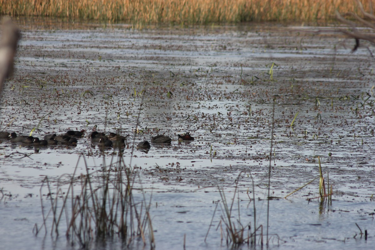 Blue-billed Duck - ML643328218