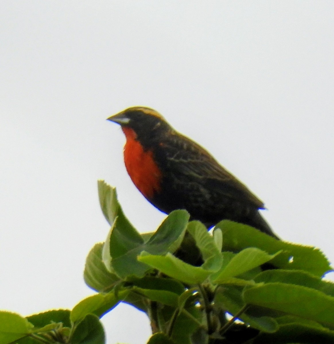 White-browed Meadowlark - ML643328219