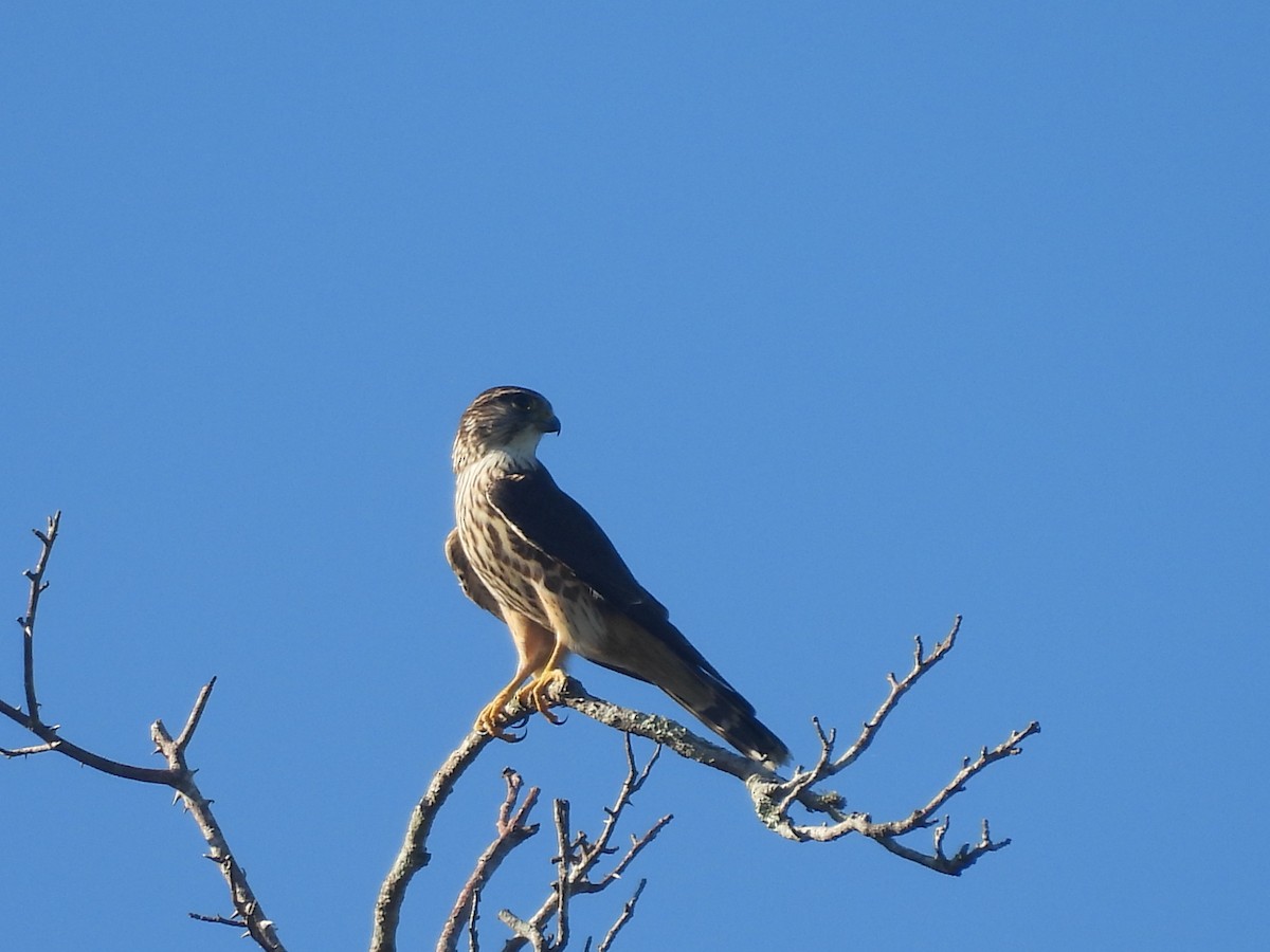 Merlin - ML643328229