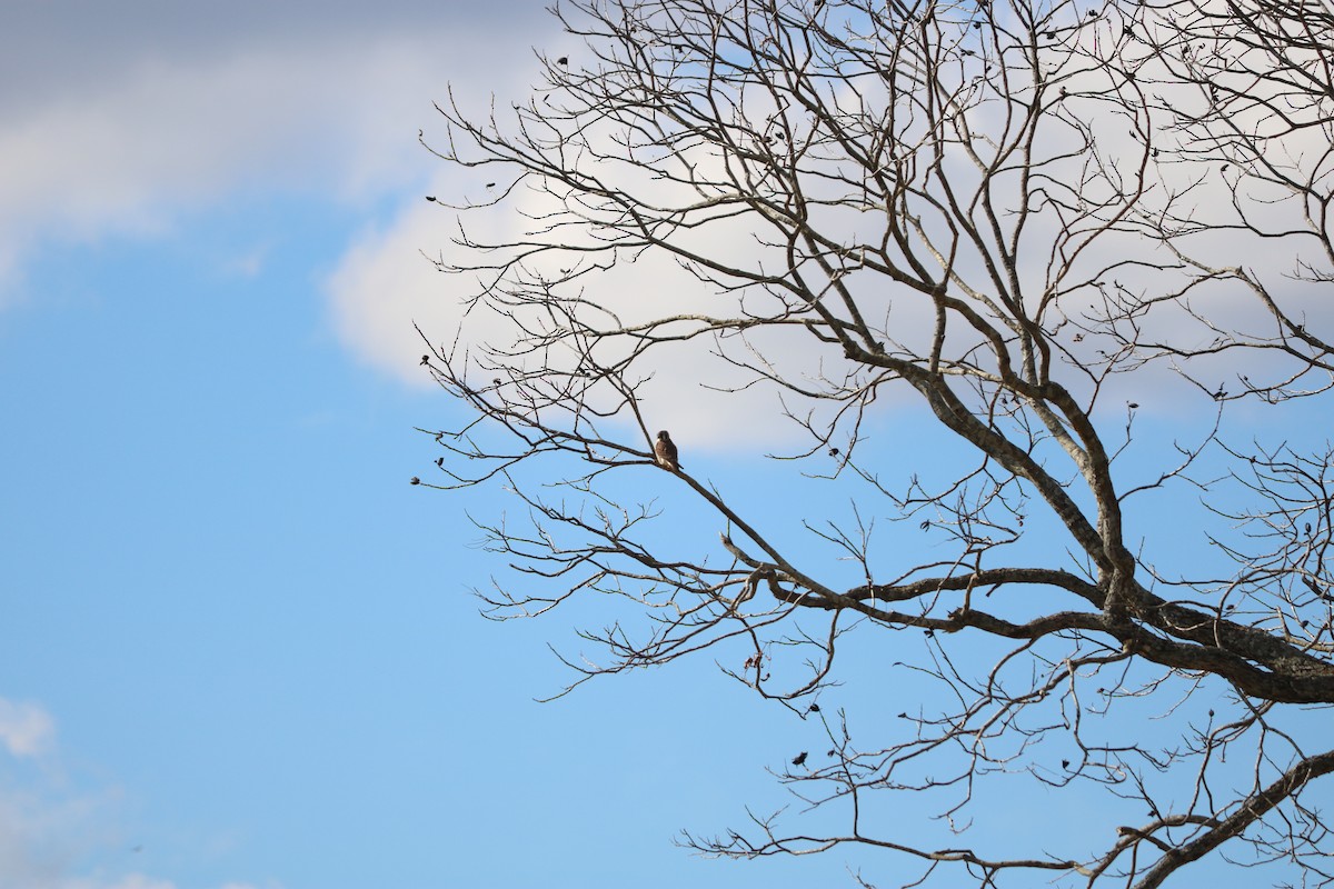 American Kestrel - ML643328237