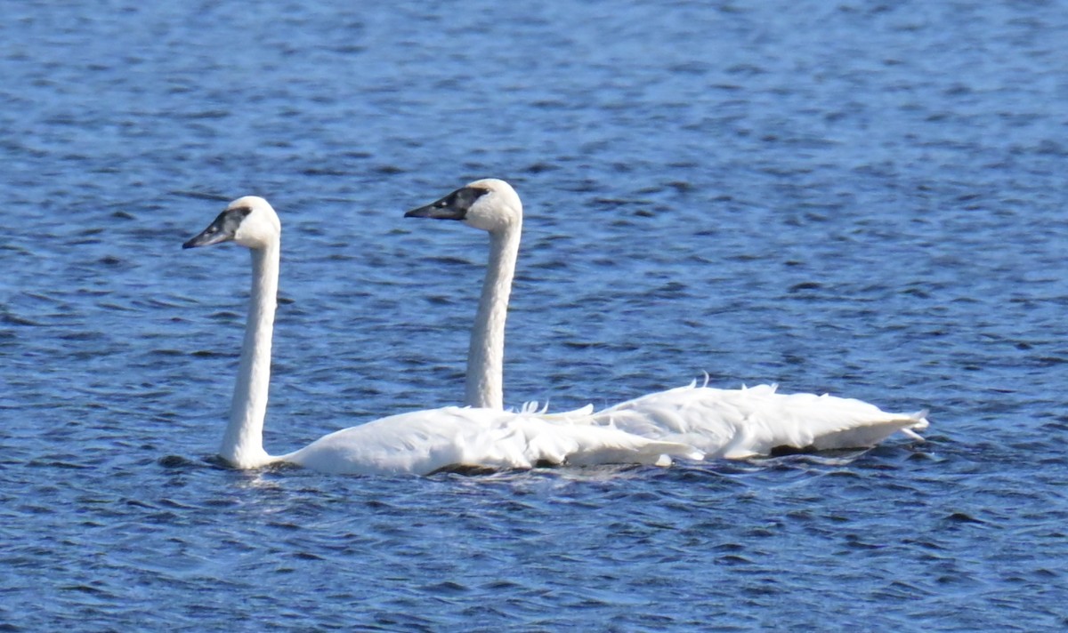 Trumpeter Swan - ML643328240