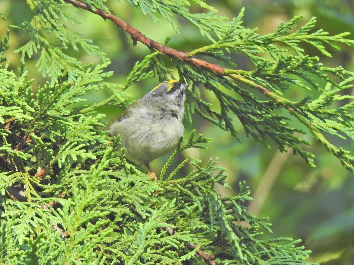 Golden-crowned Kinglet - ML643328249
