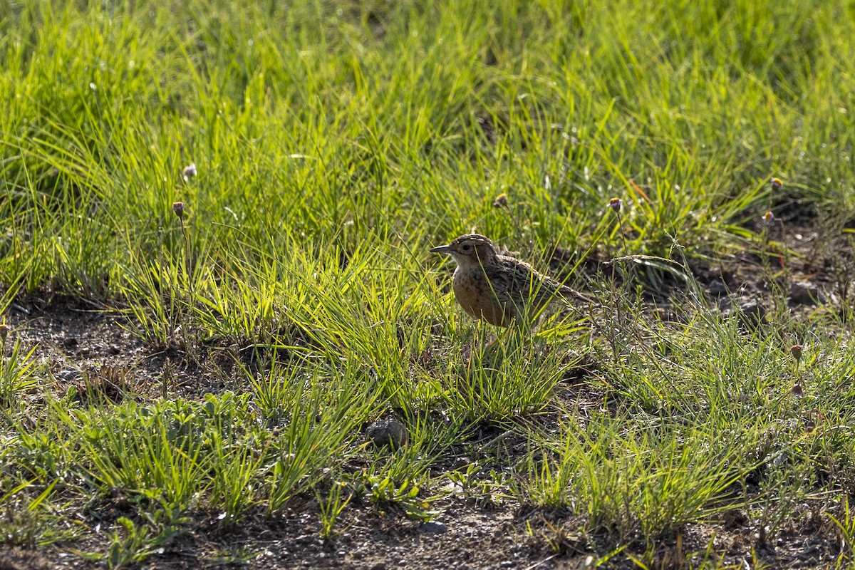 Spike-heeled Lark - ML643328250