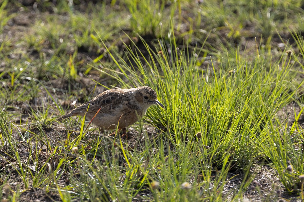 Spike-heeled Lark - ML643328251