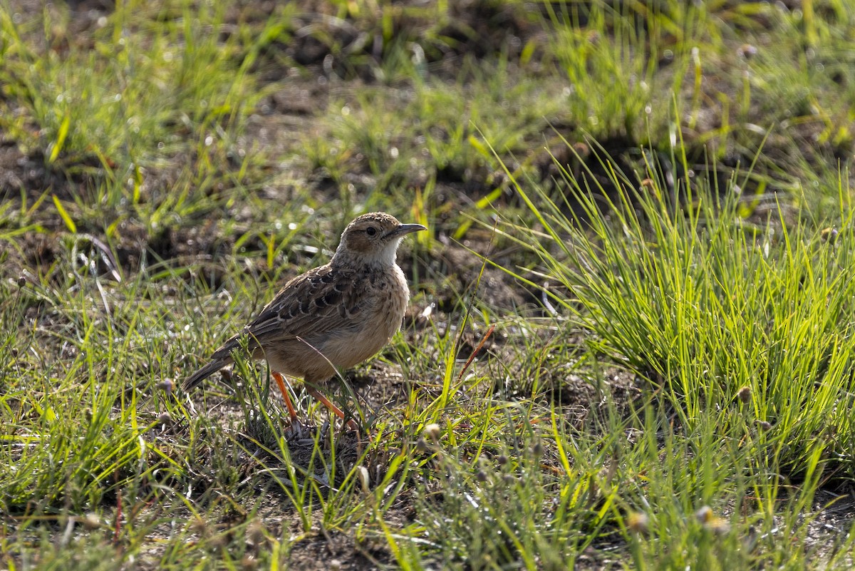 Spike-heeled Lark - ML643328252