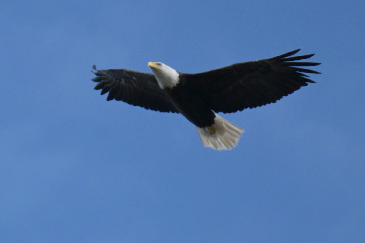 Bald Eagle - ML643328253