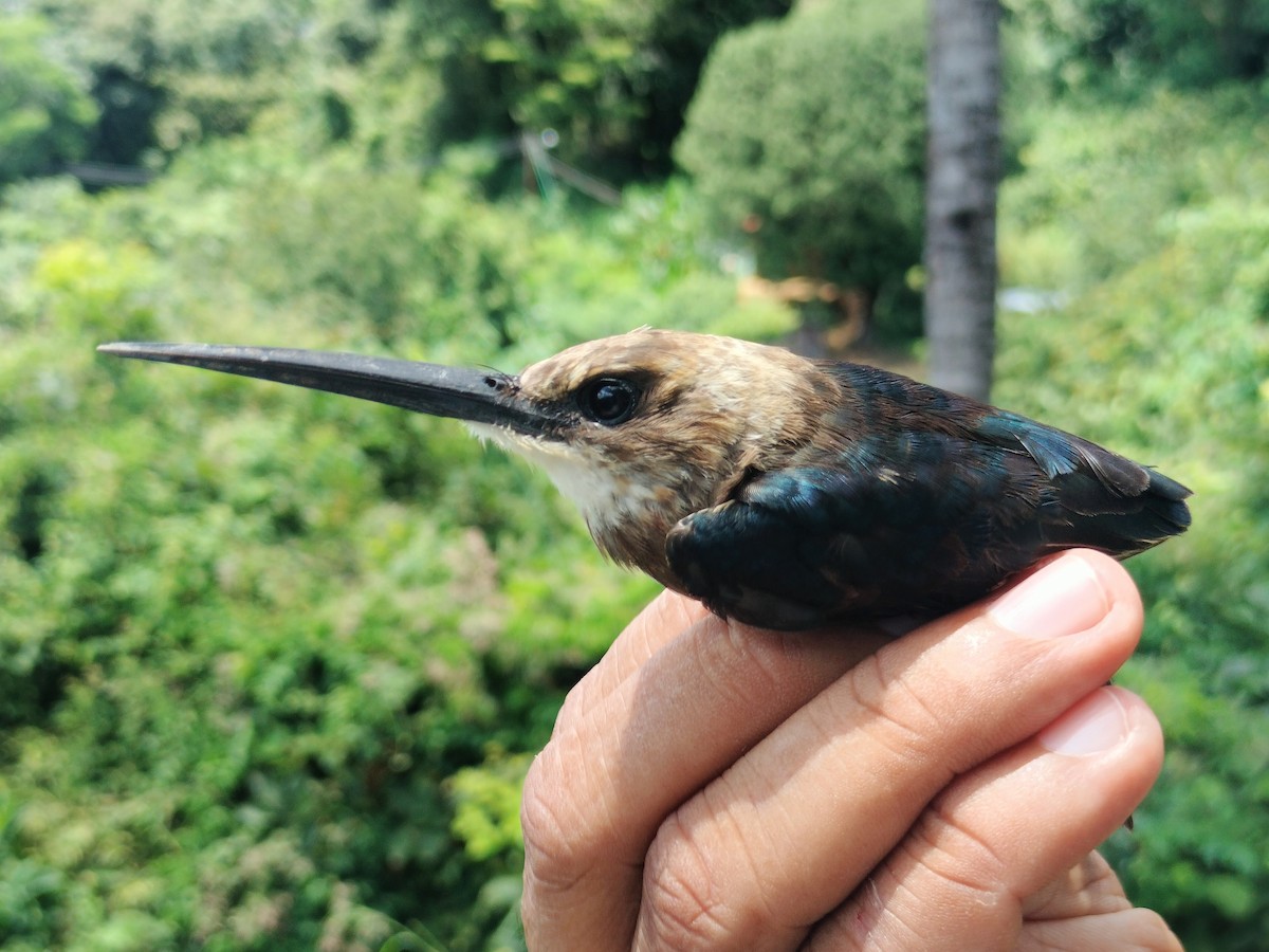 Pale-headed Jacamar - ML643328264