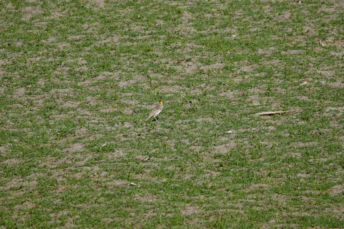 Western Meadowlark - ML643328268