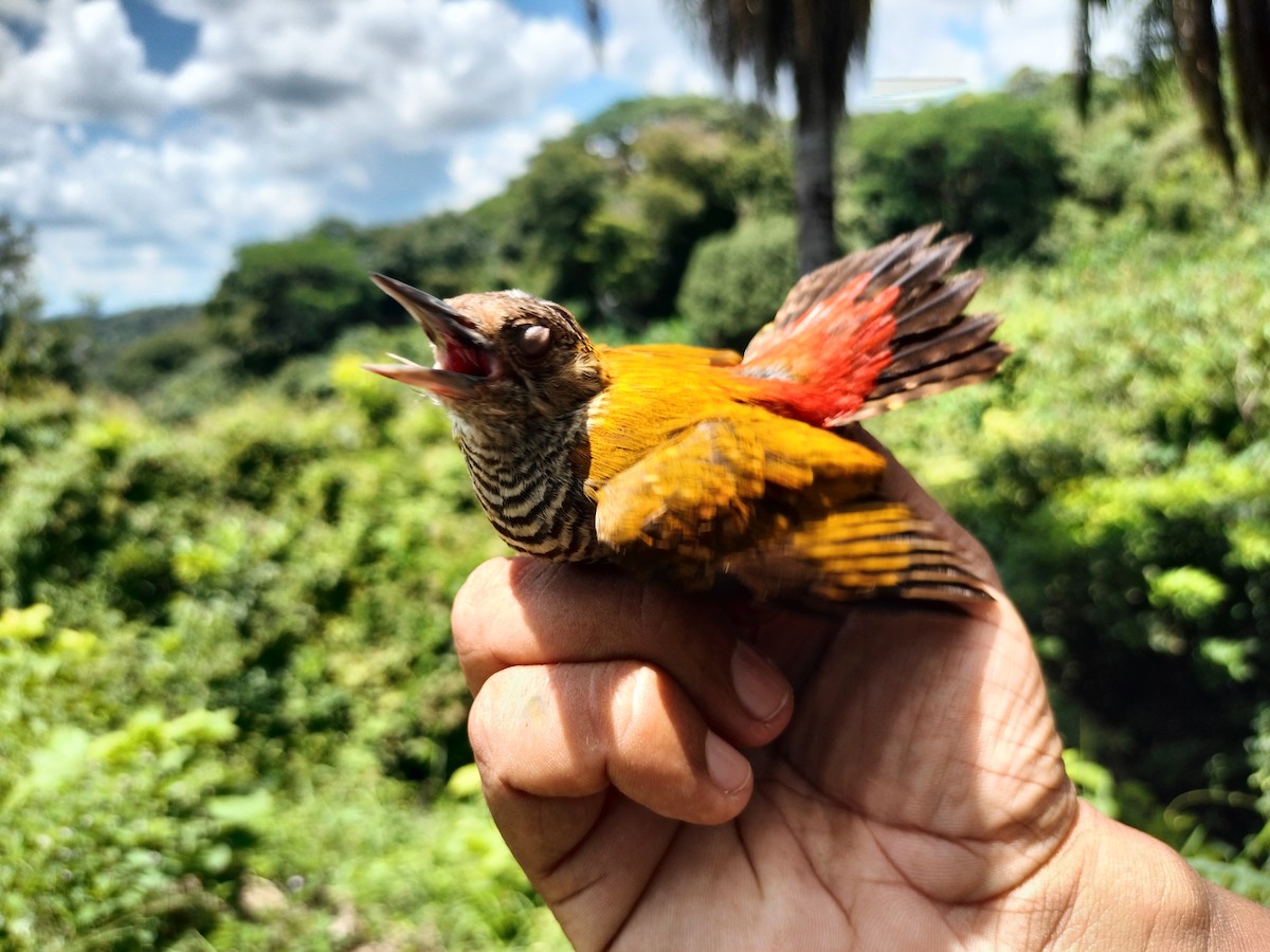 Red-rumped Woodpecker - ML643328286