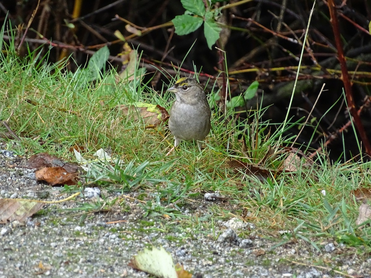 Golden-crowned Sparrow - ML643328287