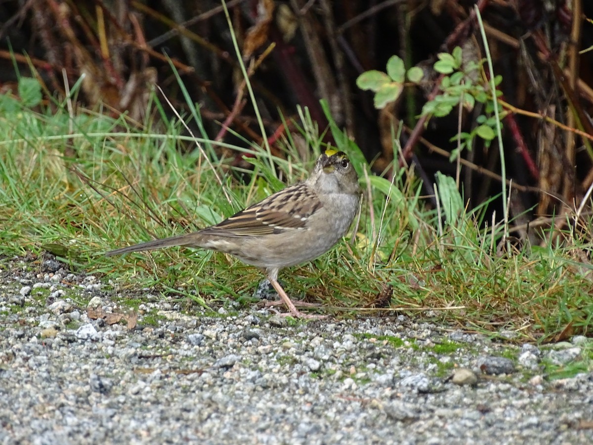 Golden-crowned Sparrow - ML643328288