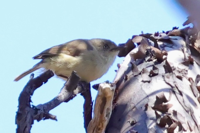 Western Thornbill - ML643328302