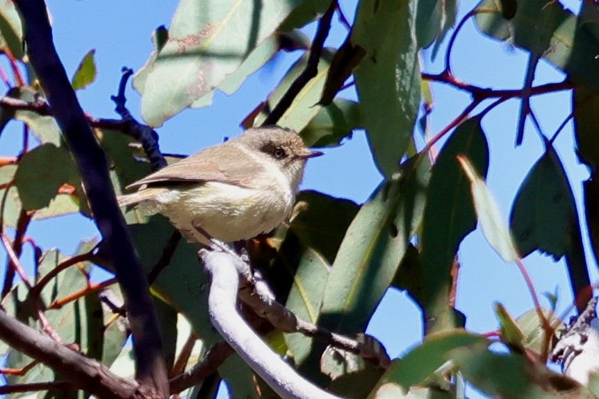 Western Thornbill - ML643328303