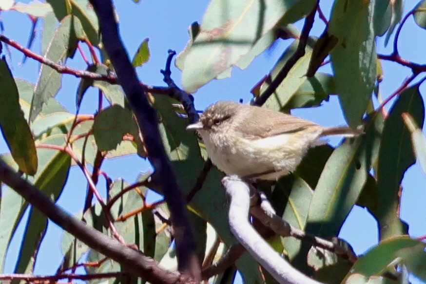 Western Thornbill - ML643328304