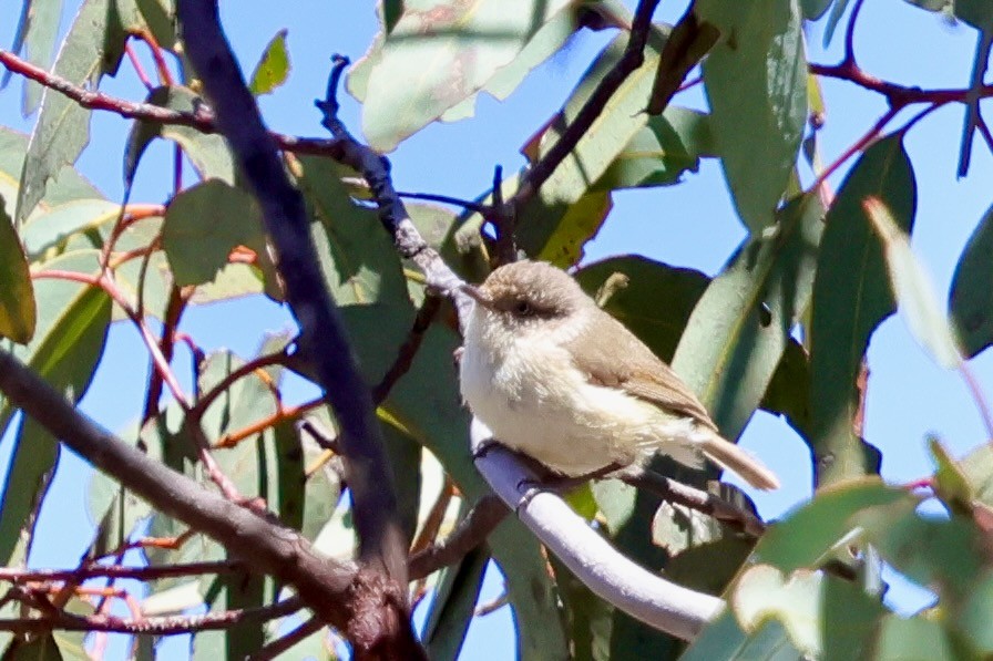 Western Thornbill - ML643328305