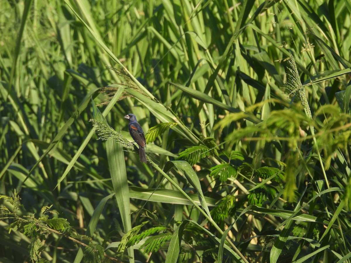 Blue Grosbeak - ML643328307