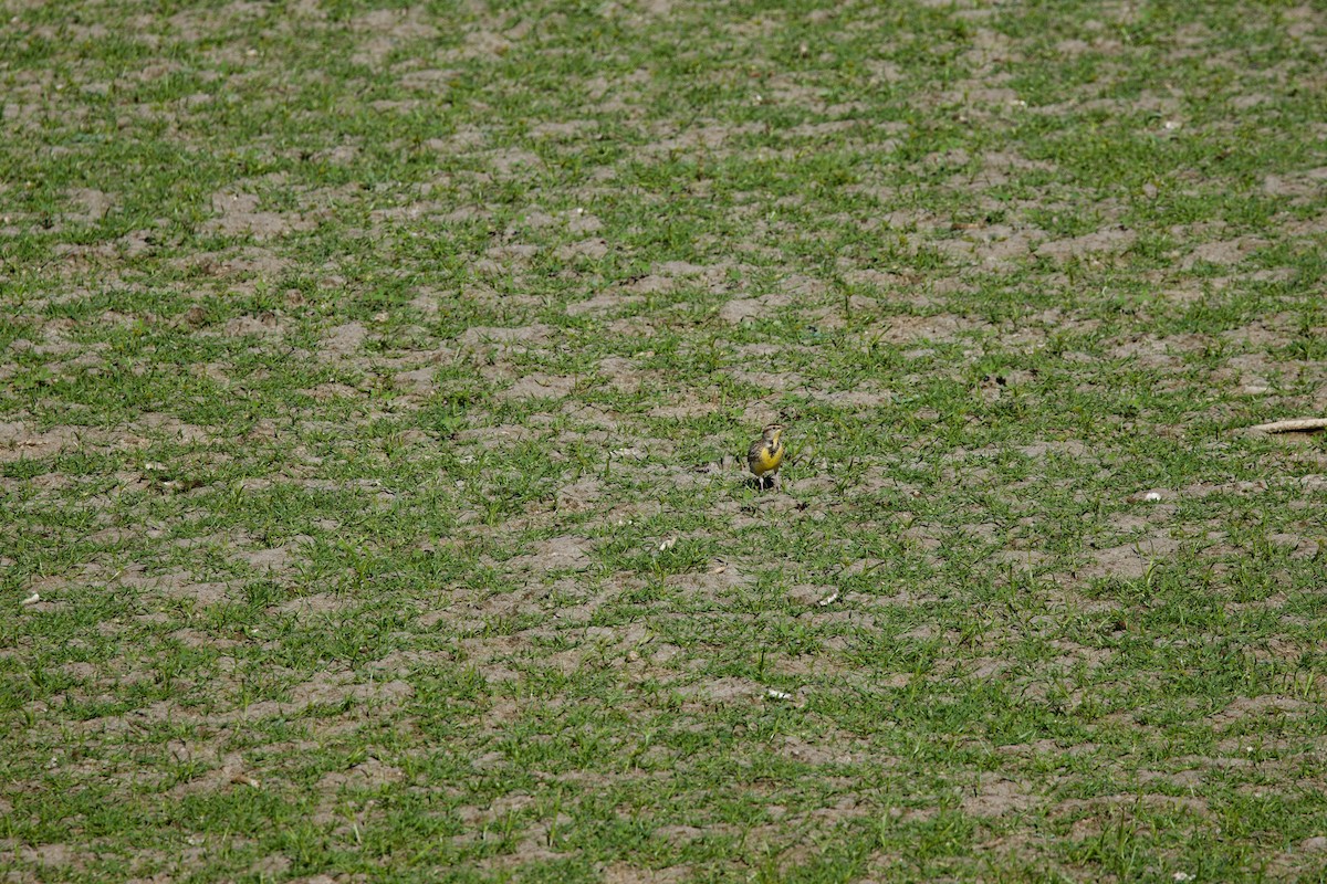 Western Meadowlark - ML643328312