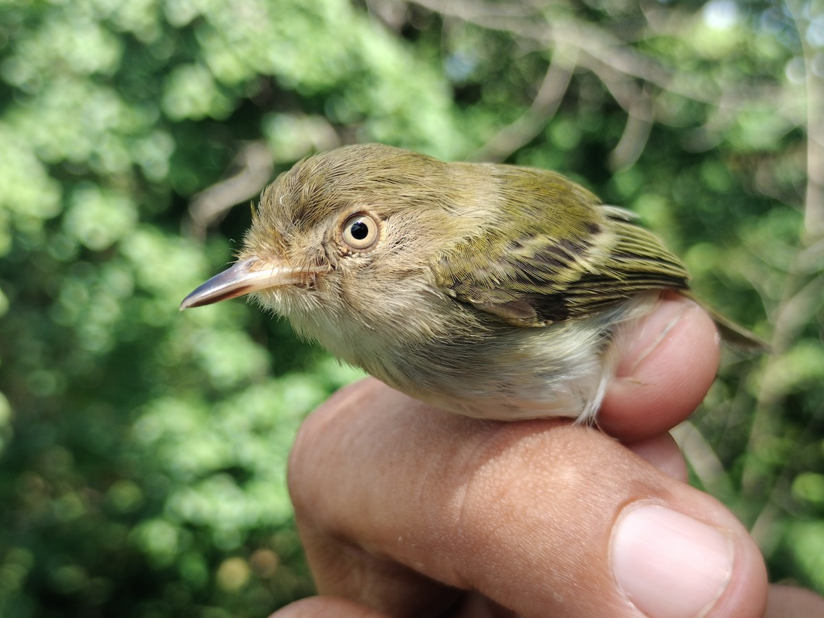 Pale-eyed Pygmy-Tyrant - ML643328315