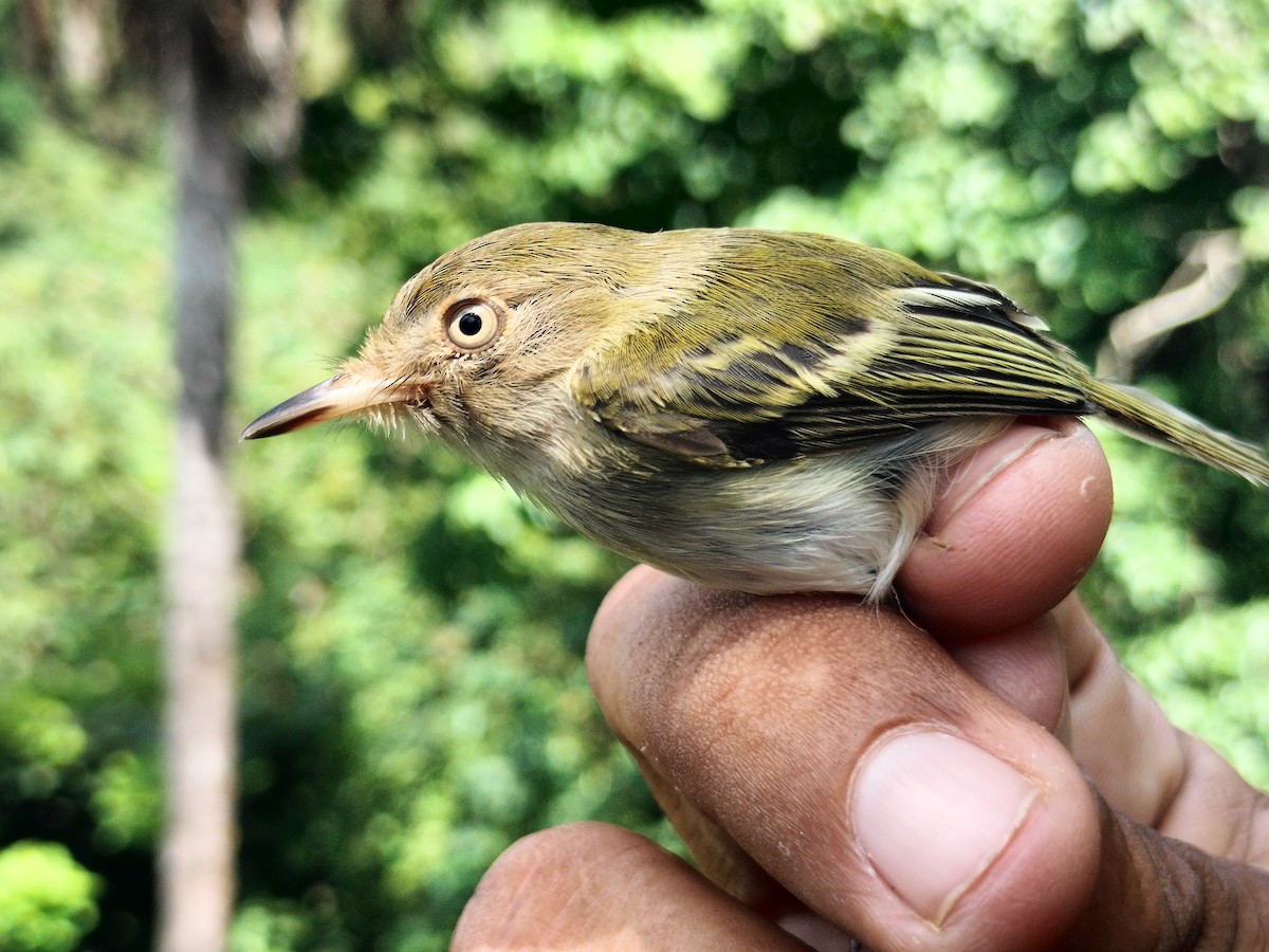 Pale-eyed Pygmy-Tyrant - ML643328316