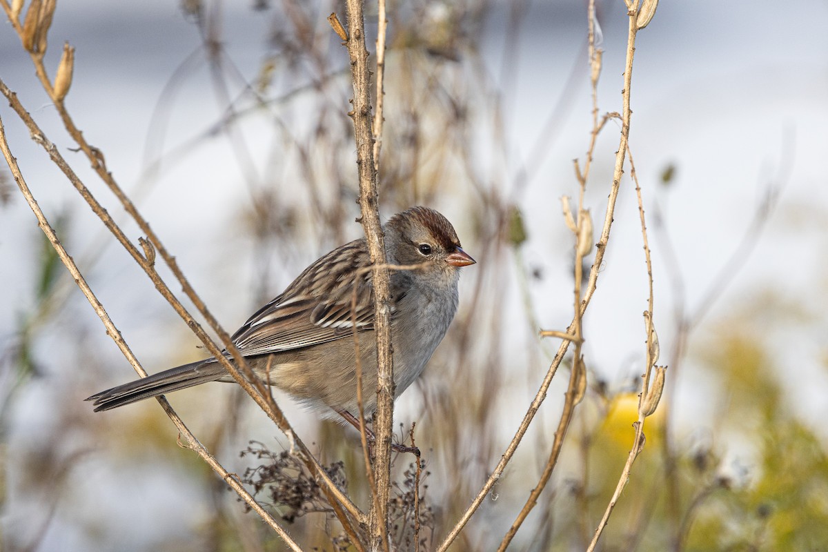 White-crowned Sparrow - ML643328321