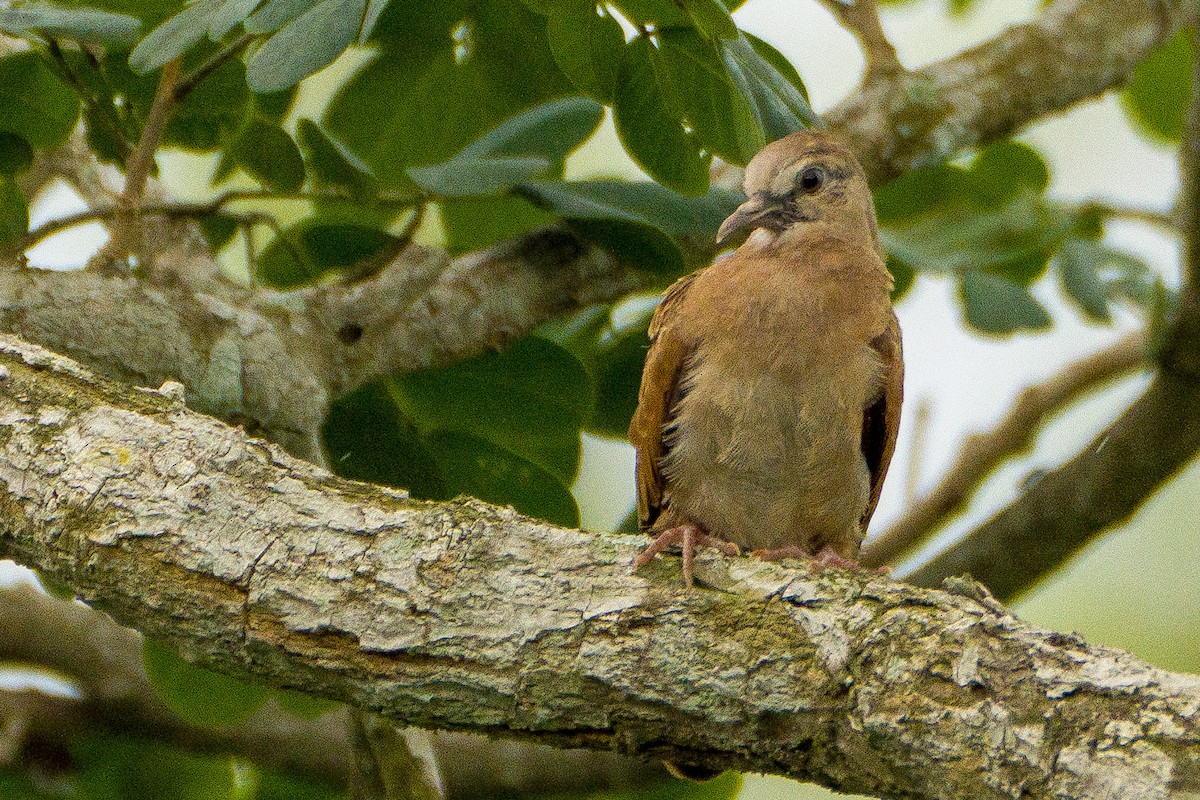 Ruddy Ground Dove - ML643328325