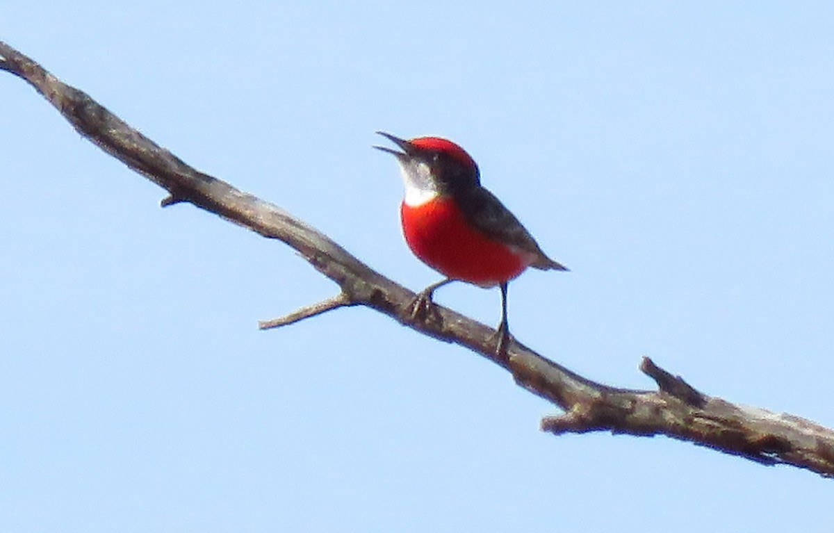 Crimson Chat - ML643328331