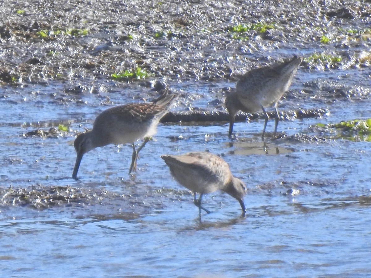 Short-billed Dowitcher - ML643328332