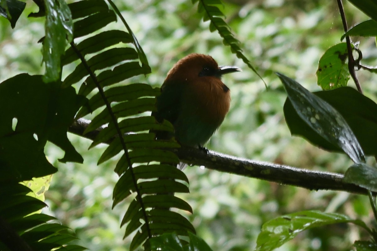 Broad-billed Motmot (Broad-billed) - ML643328350