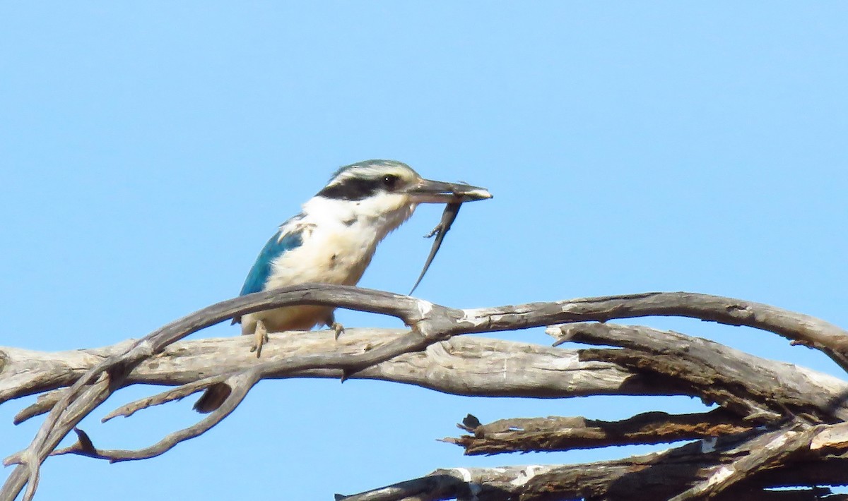Red-backed Kingfisher - ML643328354
