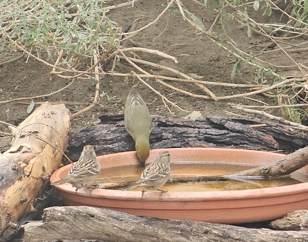 Piranga orangé - ML643328364