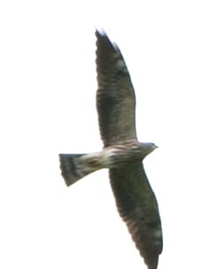 Mississippi Kite - ML643328381