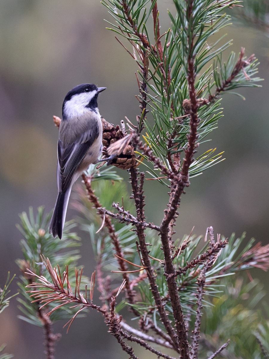 Mésange à tête noire - ML643328398