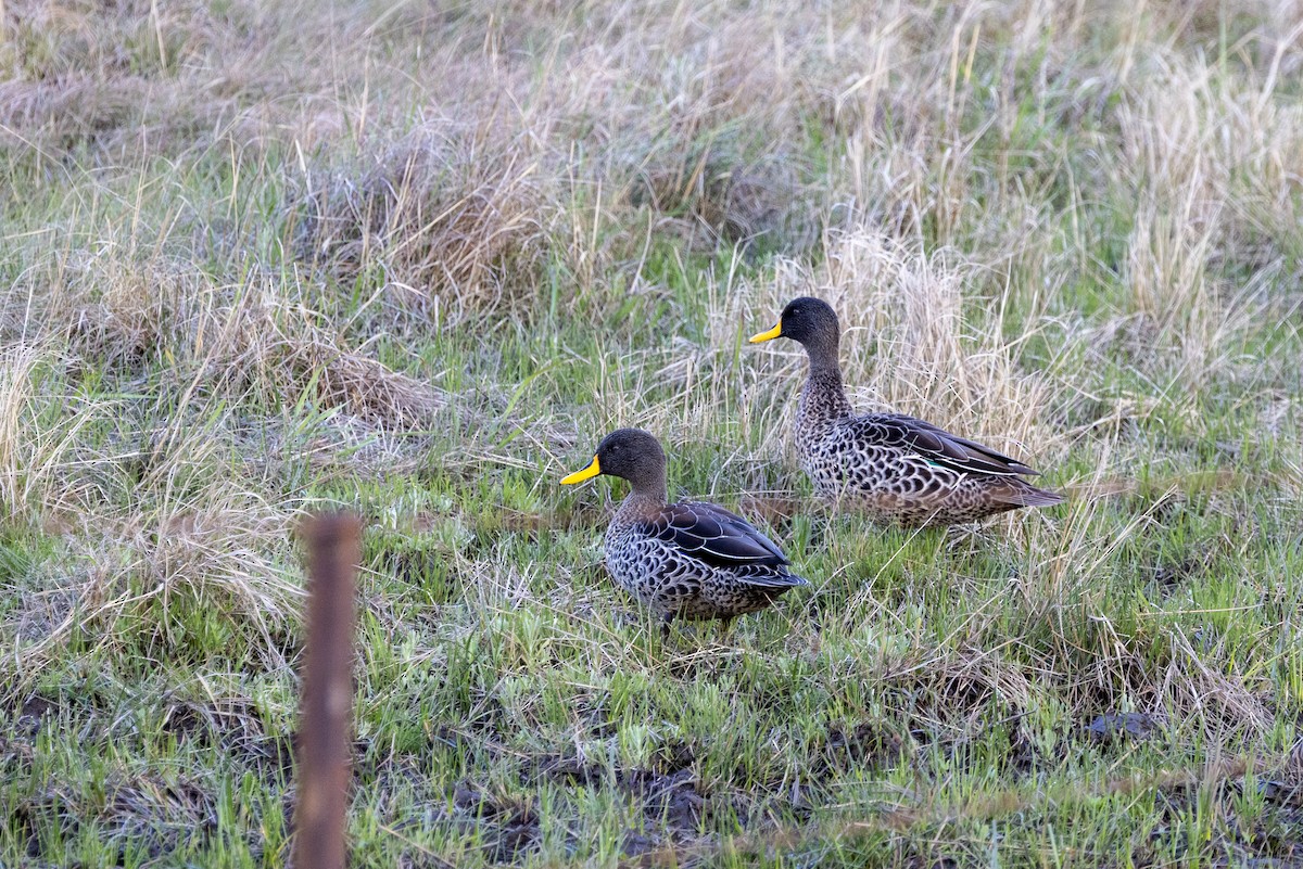Yellow-billed Duck - ML643328418