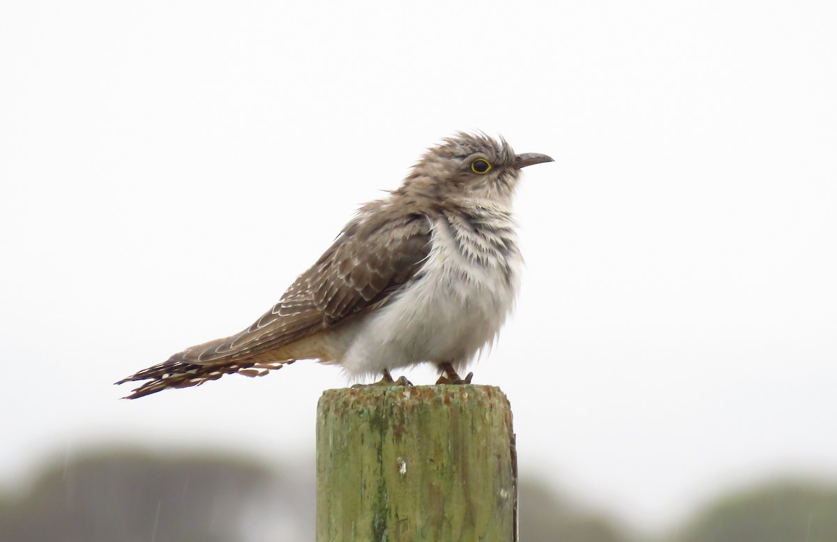 Pallid Cuckoo - ML643328462