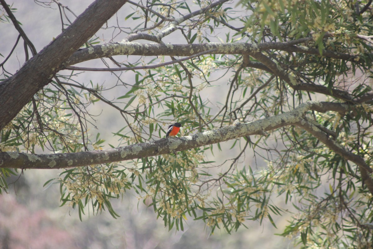 Flame Robin - ML643328481