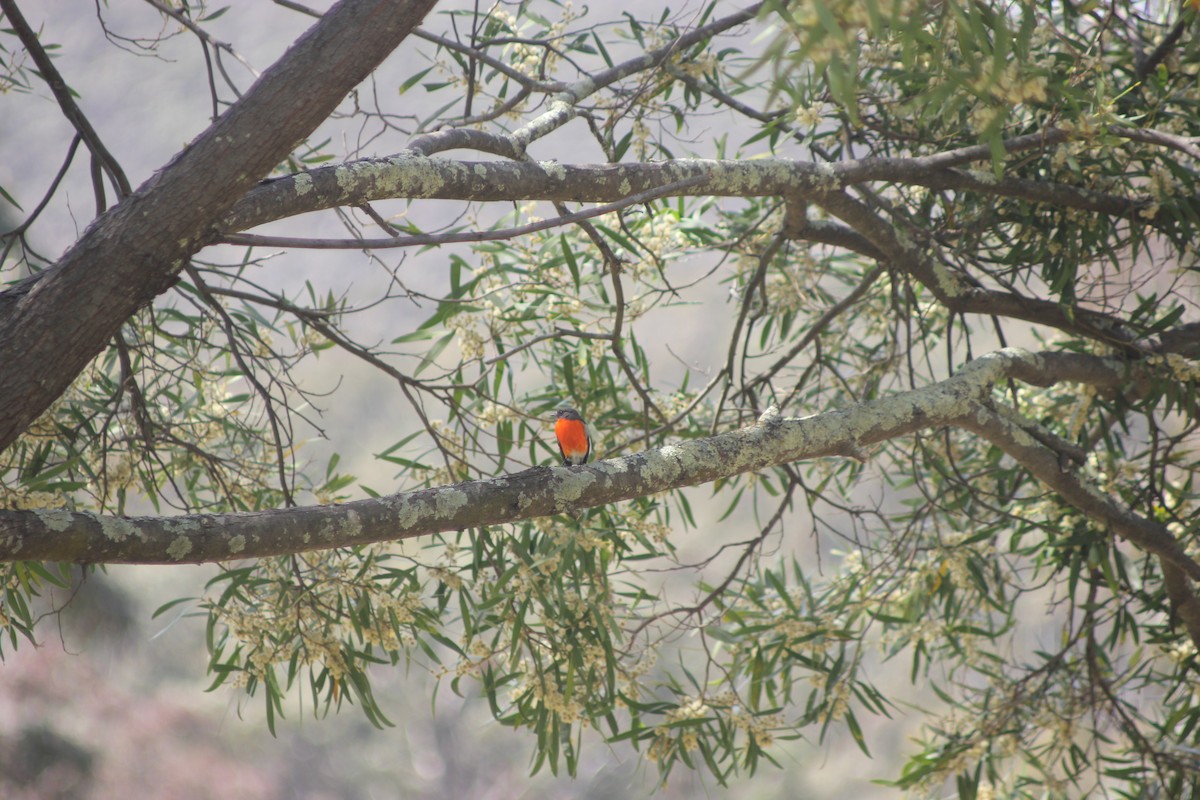 Flame Robin - ML643328482