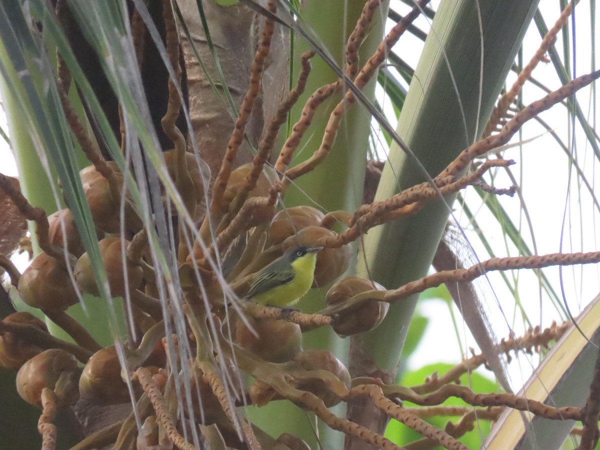 Common Tody-Flycatcher - ML643328501