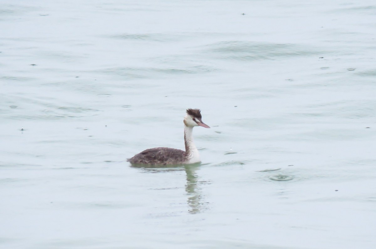 Great Crested Grebe - ML643328523