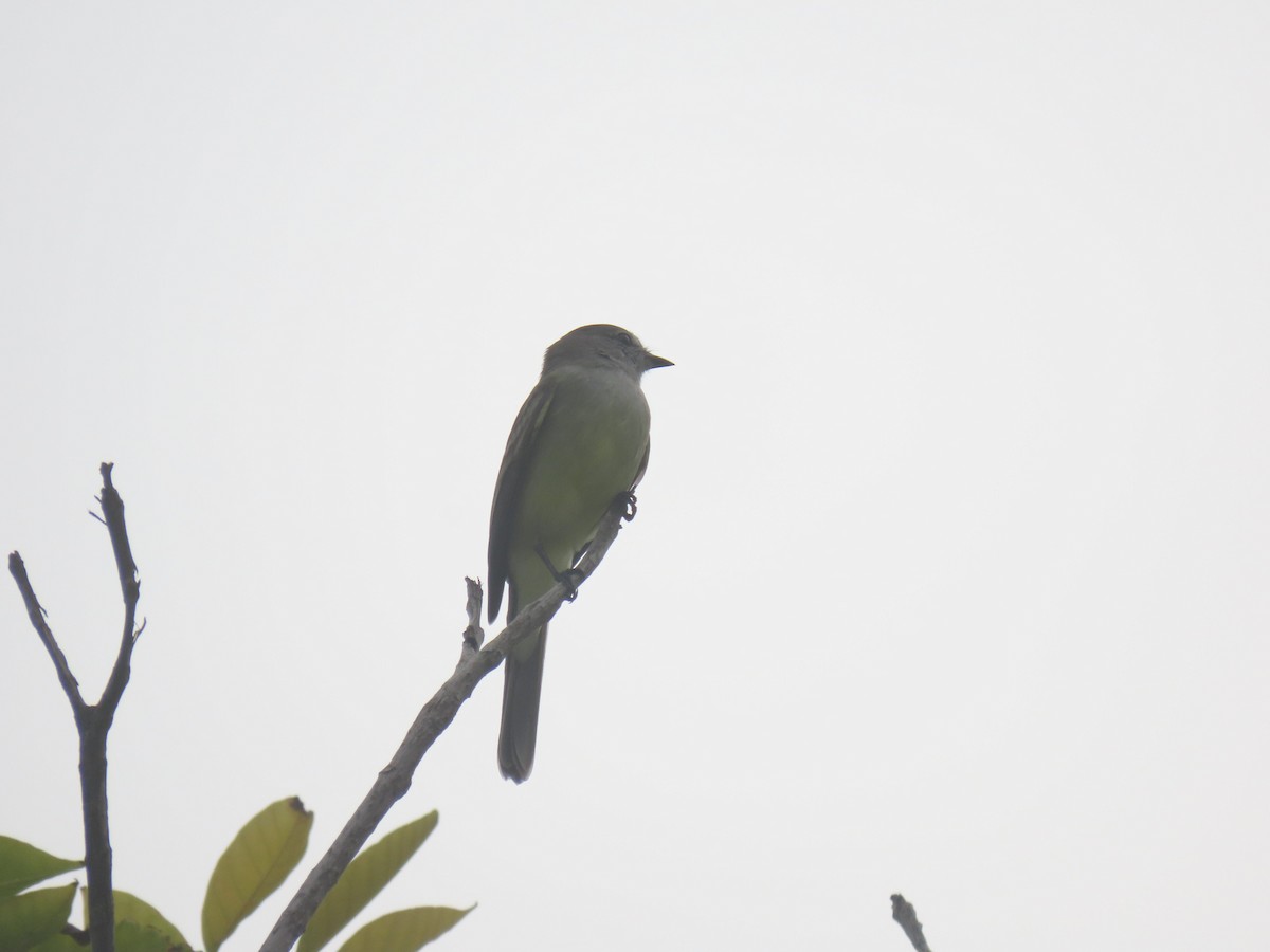 Tropical Kingbird - ML643328524