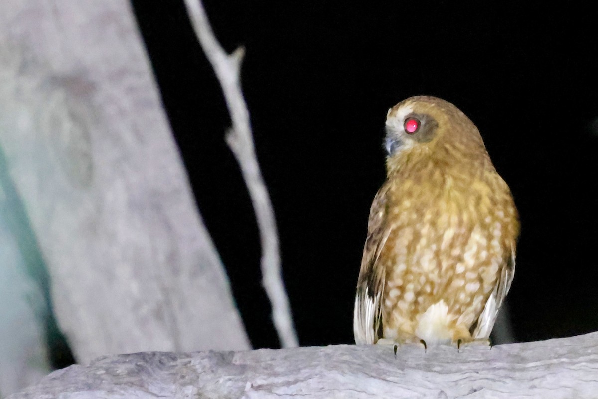 Australian Boobook (Boobook) - ML643328534