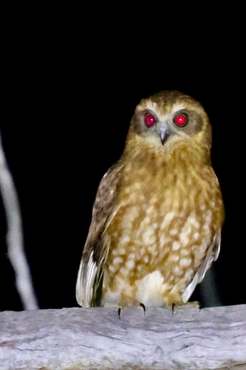 Australian Boobook (Boobook) - ML643328535