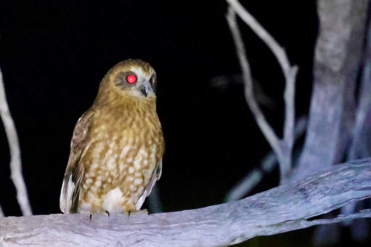 Australian Boobook (Boobook) - ML643328536