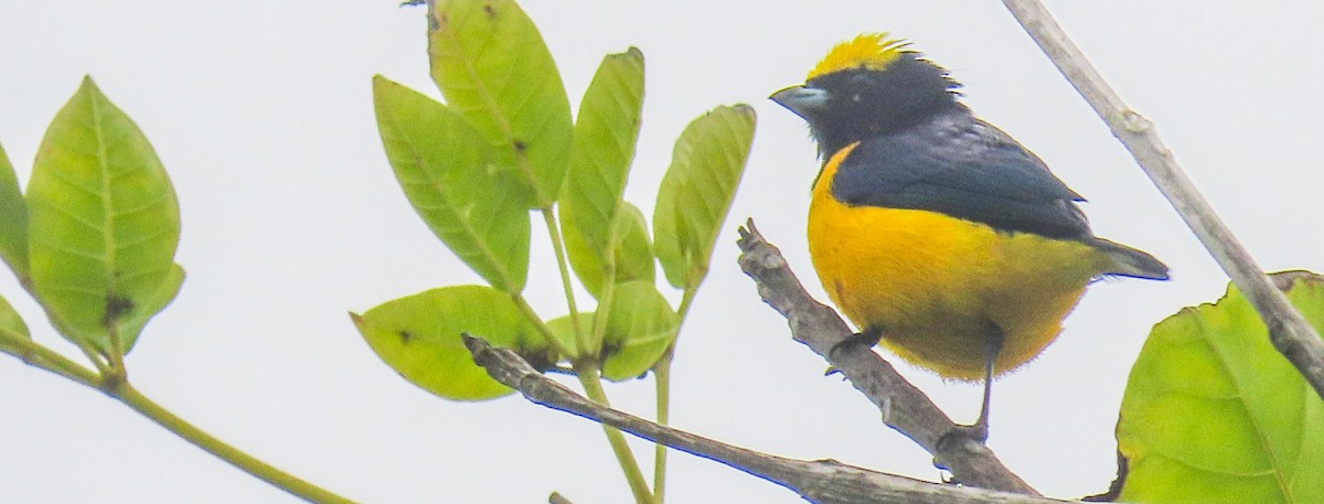 Trinidad Euphonia - ML643328542