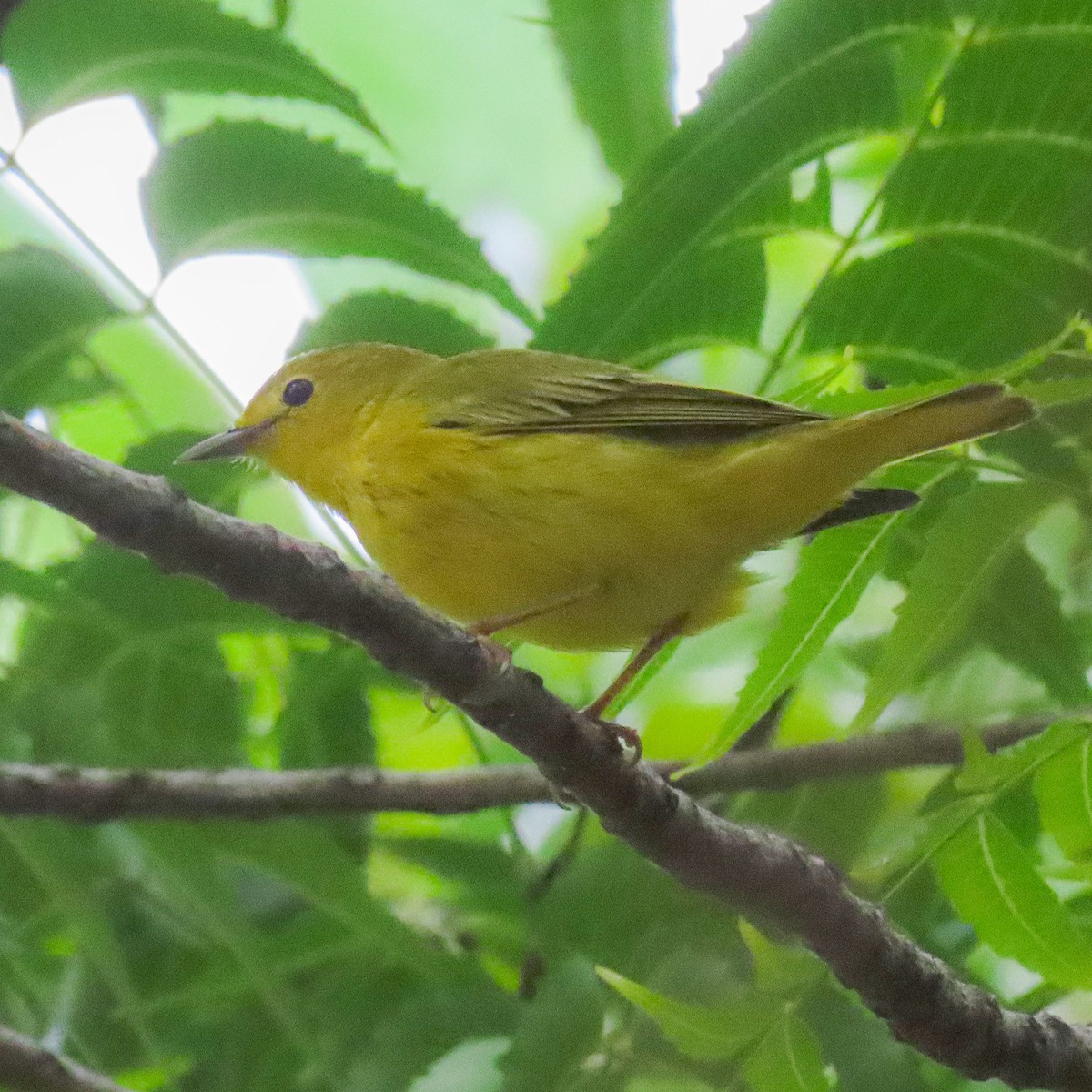 Yellow Warbler - ML643328550
