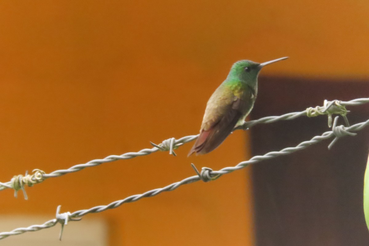 Snowy-bellied Hummingbird - ML643328559